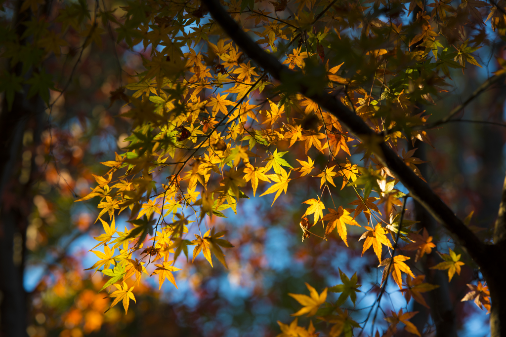 長沼公園　紅葉