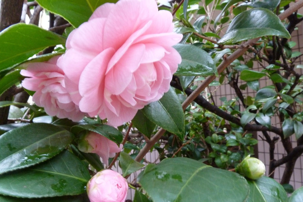 P1000196_2
