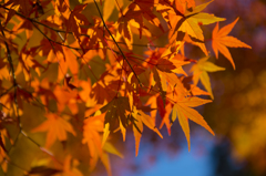 長沼公園　紅葉