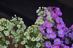 春の花