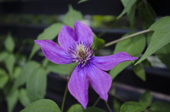 夏の花