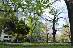 日比谷公園２０１４・４・１１