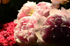 花びら溢れて