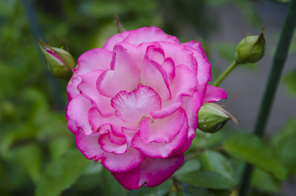 薔薇