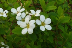 P1000084_1