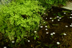 水に浮く桜の花びら