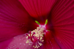 熱帯の花