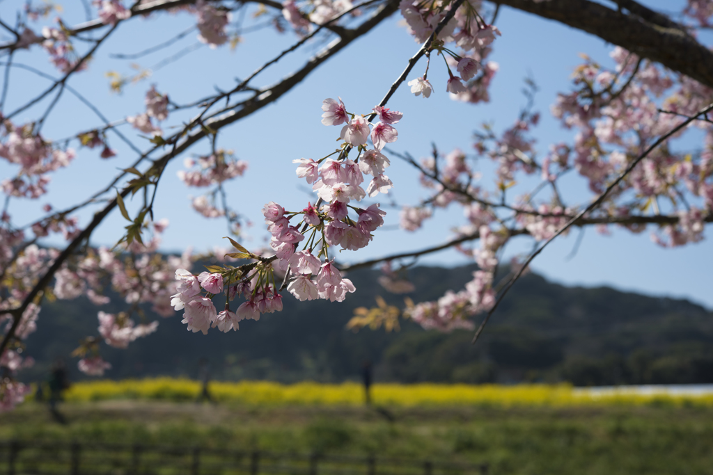 ３月の館山はもう春