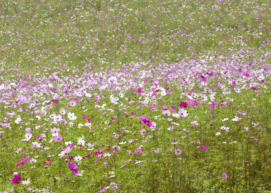 秋桜川