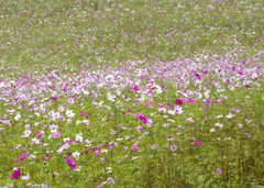 秋桜川