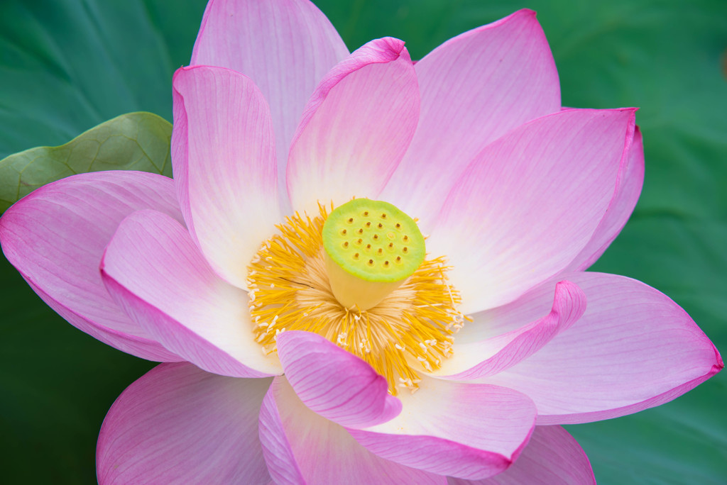 蓮華