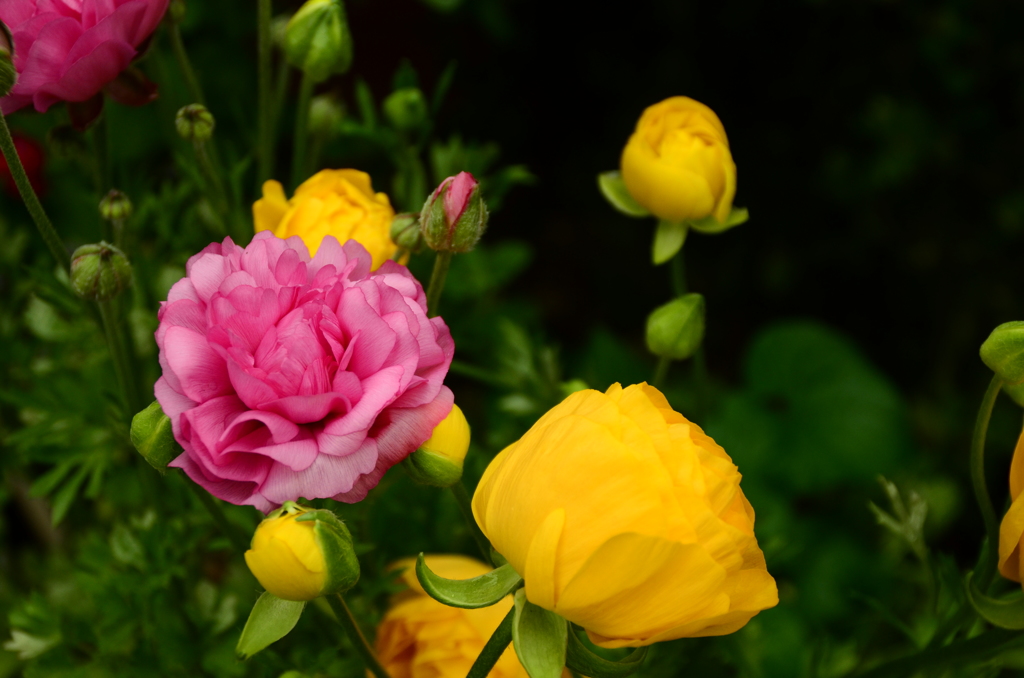 春の花