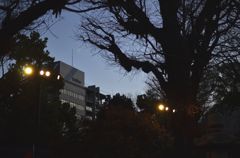 靖国神社　夜桜準備