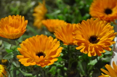春の花