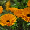 春の花