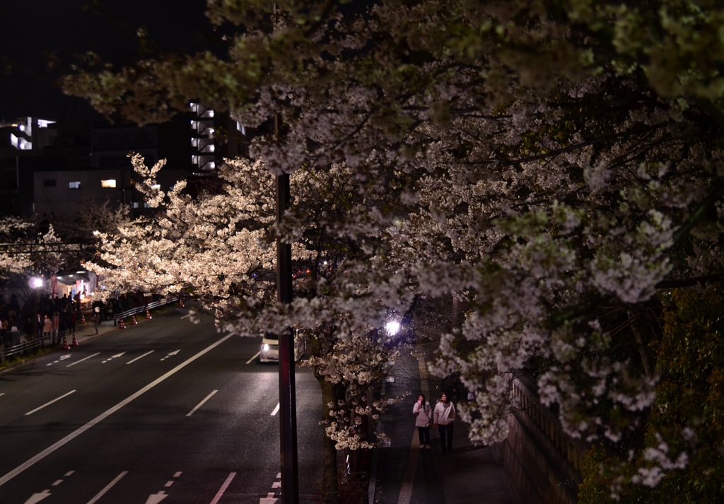 靖国神社　夜桜