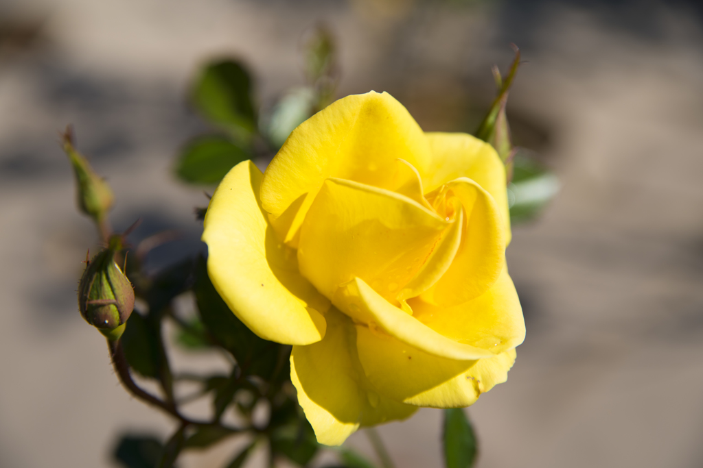 神代植物公園　秋薔薇