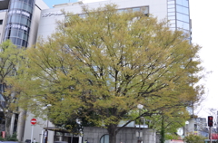 四ツ谷から靖国散歩