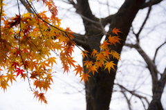 長沼公園　紅葉