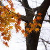 長沼公園　紅葉