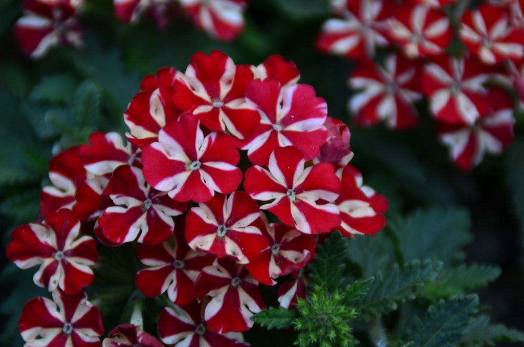 春の花