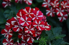 春の花