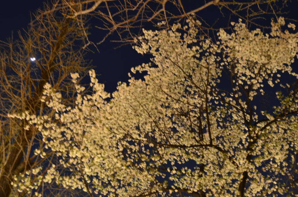 靖国神社　夜桜