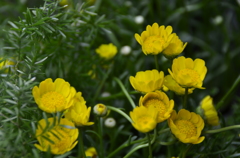 春の花