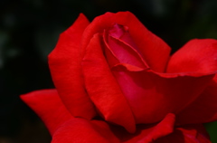 新宿御苑にて　情熱の赤いバラ