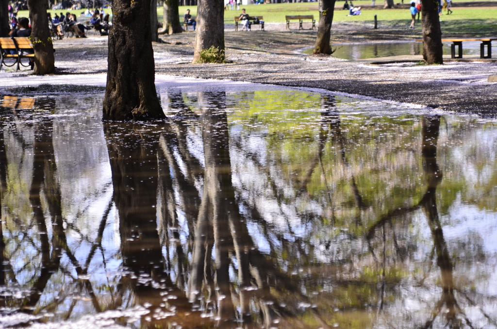 ２０１４．４．４　代々木公園