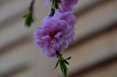 春の花