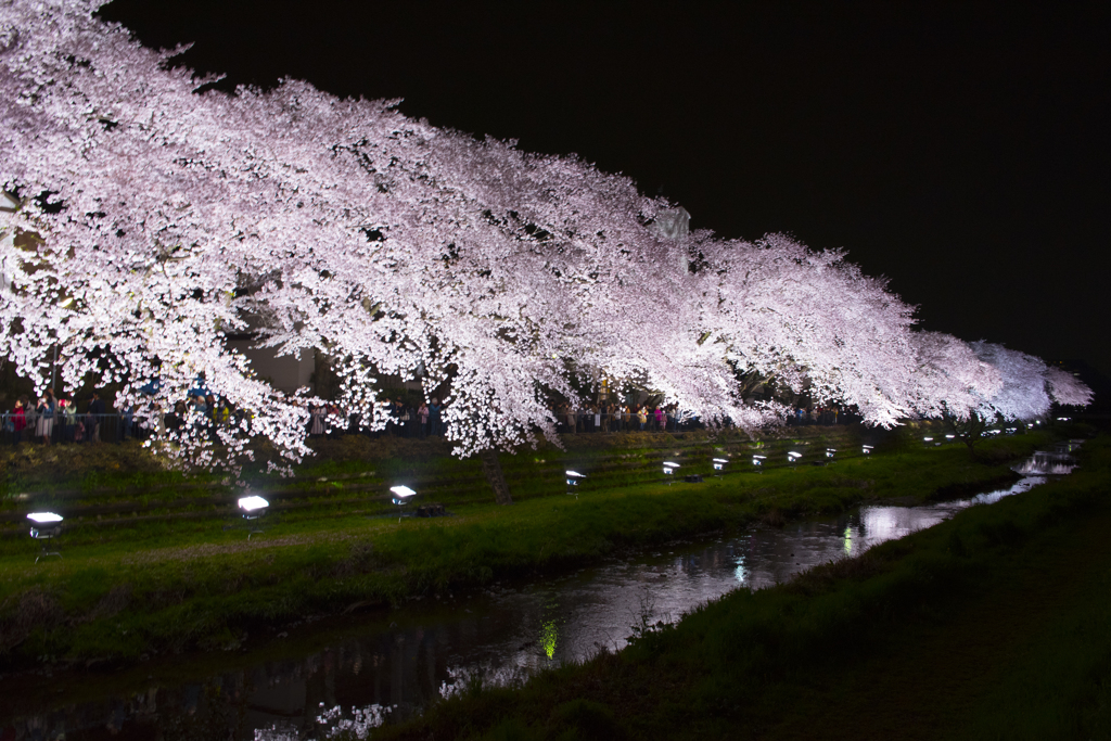 一夜限りの野川の桜ライトアップ