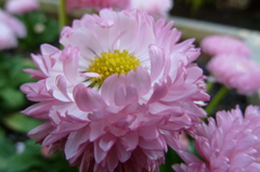 P1000019