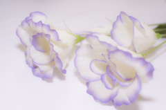 物撮り　花