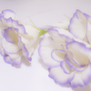 物撮り　花