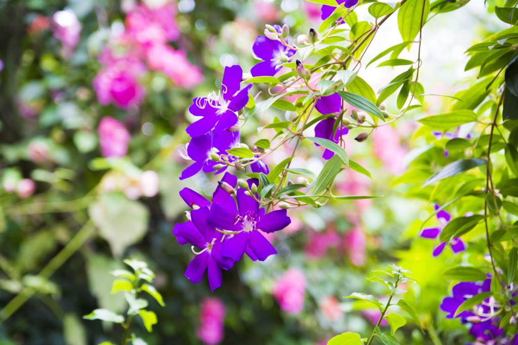 箱根強羅公園　熱帯植物