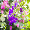 箱根強羅公園　熱帯植物