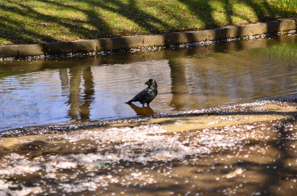 ２０１４．４．４　代々木公園