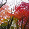 長沼公園　紅葉