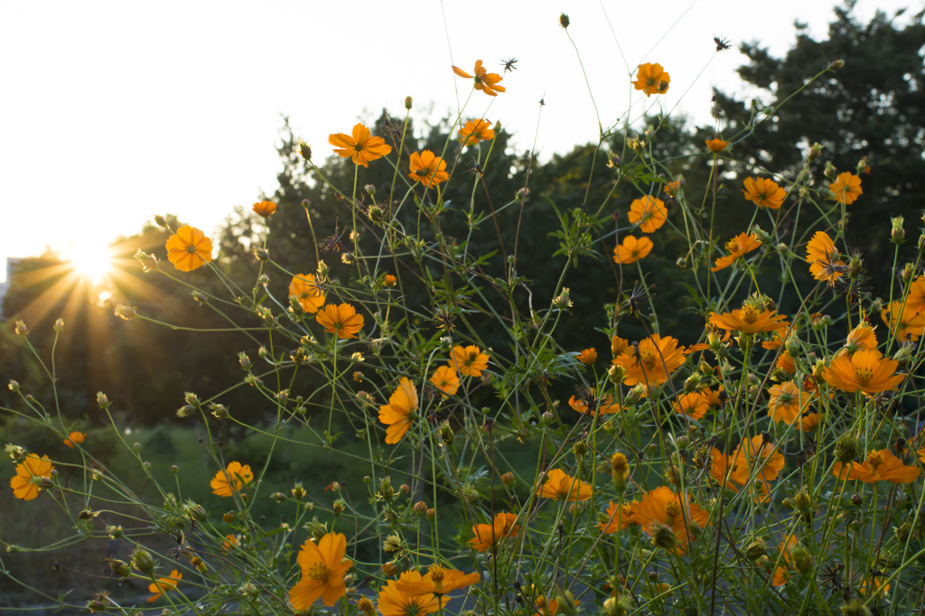 芦花公園　キバナコスモス