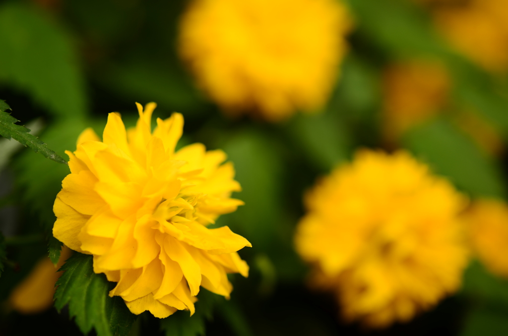 春の花