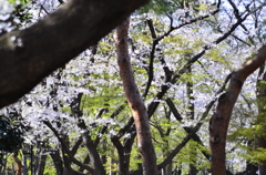 ２０１４．４．４　代々木公園