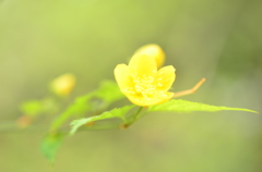 芝離宮