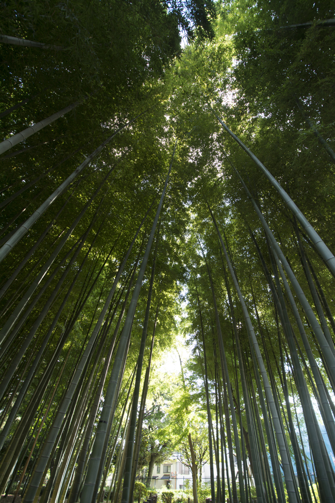 芦花公園　竹林