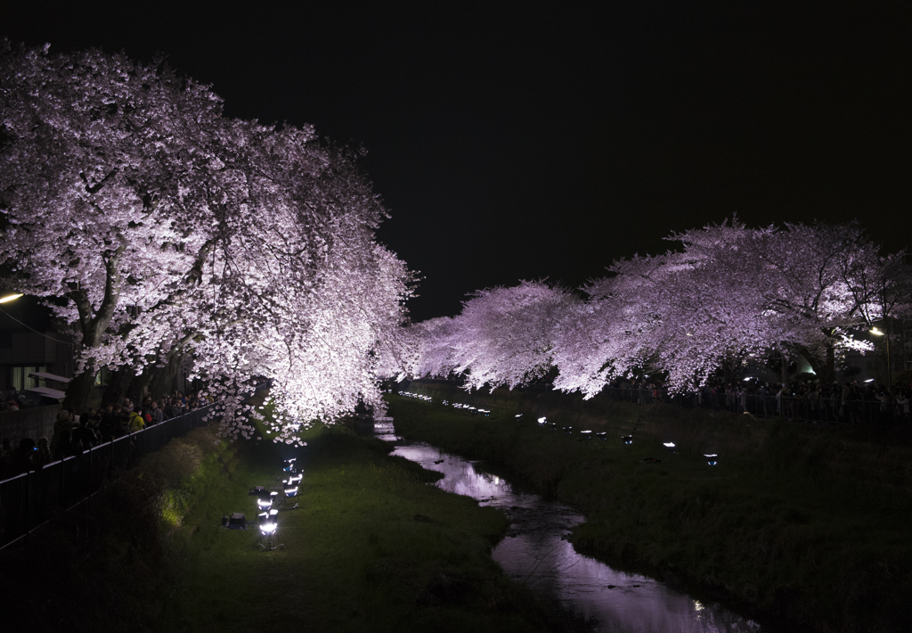 一夜限りの野川の桜ライトアップ