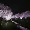 一夜限りの野川の桜ライトアップ