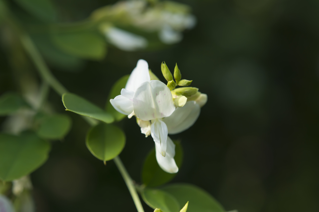 神代植物公園