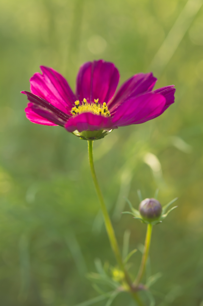 芦花公園　コスモス