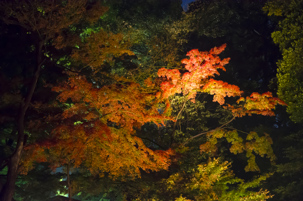 六義園　紅葉ライトアップ