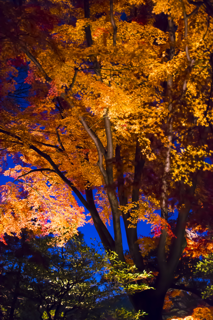 六義園　紅葉ライトアップ